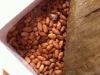 COCOA BEANS HOT PRICE   FROM THAILAND.