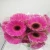 Import Decorative Fresh Cut Flower Gerberas For Wedding Flower from China