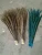 Import Dyed Ladies Amherst Pheasant feathers from China
