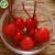 Import Export price fresh fruit cherry canned for sale from China