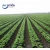 Import Factory Cheap price agriculture drip tape irrigation from China