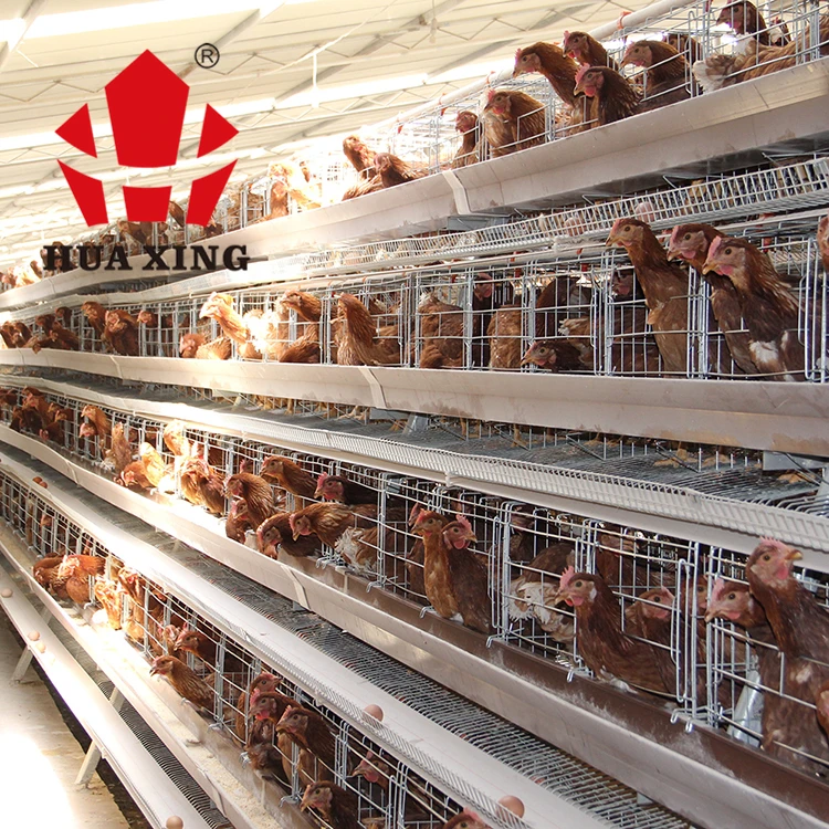 farm professional wholesale steel roll of wire mesh 4 tiers 5 doors design battery cages laying hens