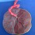 Import Fetus Anatomical Model with removable Heart and Umbilical Cord, Blood Circulation Model from China