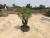 Import Ficus microcarpa bonsai in 15cm,20cm ,25cm ,30cm pot,ball ,S shape from China