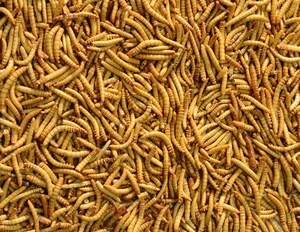 Freeze Dried Mealworm for Animal Feed