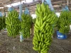 Fresh Banana - Frozen Banana- High Quality and Best Price