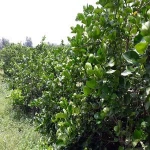 Fresh Citrus fruit/ fresh green lemon