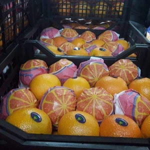 Fresh Citrus fruits (Lemon - Oranges - mandarin)