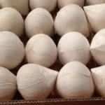 fresh coconut fresh young coconut of Zain Ajintai Thailand