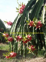 Fresh Dragon Fruit/Pitaya in Vietnam_CTD Int