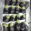Fresh Eggplant for sale