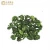 Import Fresh Frozen White Vegetable Dry Hydrolyzed Broccoli from China