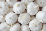 fresh garlic