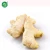 Import Fresh ginger from China