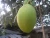 Import fresh Mango from Bangladesh
