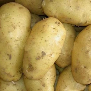 Fresh potato/Fresh holland potatoes