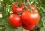 Import Fresh red and pink tomato from China from China