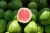 Import Fresh sweet water melon from South Africa