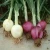 Import 100% Fresh USA Red Onion from Top Exporter from South Africa