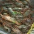 Import Frozen Rock (Spiny) Lobster - IQF with Highest Export Quality at Best Price from Pakistan