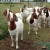 Import Full Blood Live Boer Goats / 100% Pureblood Mature boar goat from South Africa