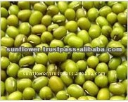 Green Mung Beans - Sprouting new crop