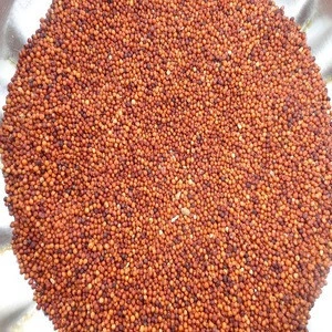 Grinding/Harvesting Machine Processing Millet