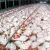 Import Halal Slaughtered FROZEN CHICKEN WHOLE from fresh suppliers in Brazil from Brazil
