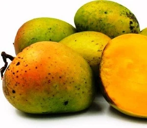 Hand Picked Fresh Alphonso Mangos For Export In Europe