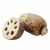 Import Healthy Green Vegetables Fresh Lotus Root from China