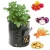 Import Heavy Duty PE Thickened Plastic Garden Plant Potato vegetable Grow Bag with Handles and Large Harvest Window from China