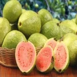 High grade fresh guava for sale