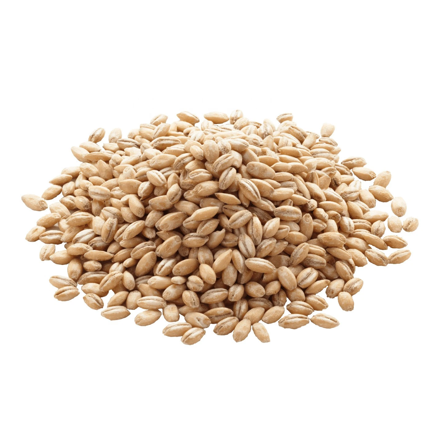 High quality barley grain, agriculture product