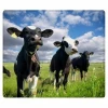 High quality Cows and Pregnant Holstein Heifers
