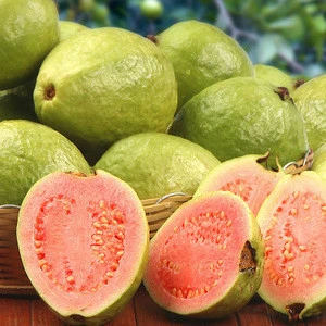 HIGH QUALITY FRESH GUAVA WITH CERTIFICATION HACCP FROM SOUTH AFRICA