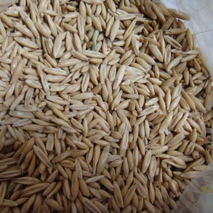 hot sale feed barley for animal