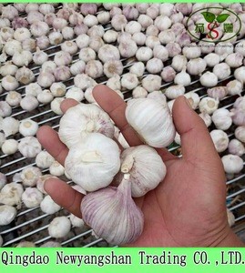 Hot Sale Fresh Purple Garlic