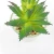 Import hot sell succulent plants bonsai  artificial plant  wholesale faux plant glass pot from China