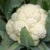 Import Hot selling cauliflower seed from China from China