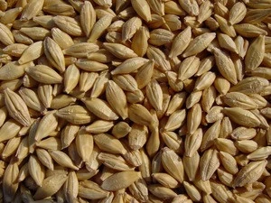 Indian Barley Seeds