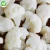Import IQF Export bulk vegetable frozen cauliflower from China