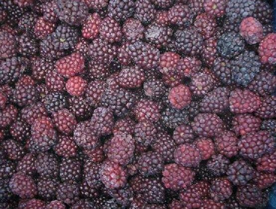 Iqf Fresh Blackberry Fruits Frozen