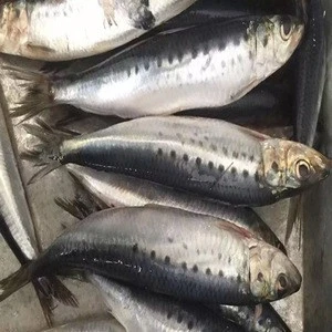 IQF sardine fish frozen seafood wholesale