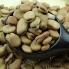 Large seed cream/green fava with outstanding production