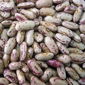 large size long types of White Kidney Beans dry