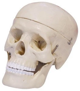 Life size Premium Asia Classic Humans Skull Model for Medical Science
