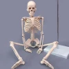 medical science subject and human simulation skeleton type, human skeleton model 180cm