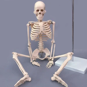 medical science subject and human simulation skeleton type, human skeleton model 180cm