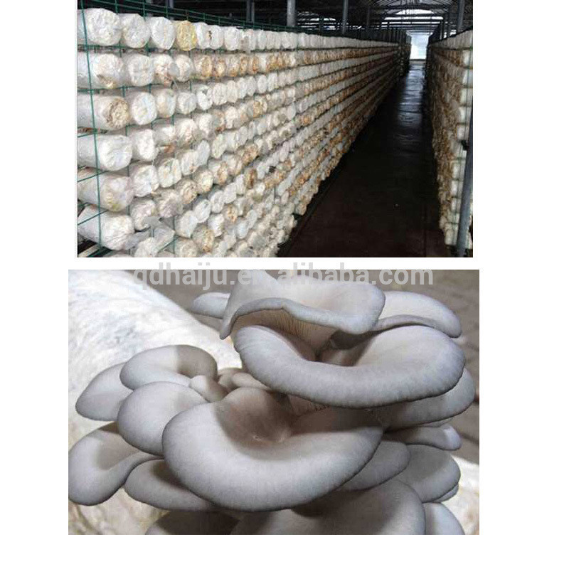 Middle Temperature Oyster Mushroom Spawn To Sale from China