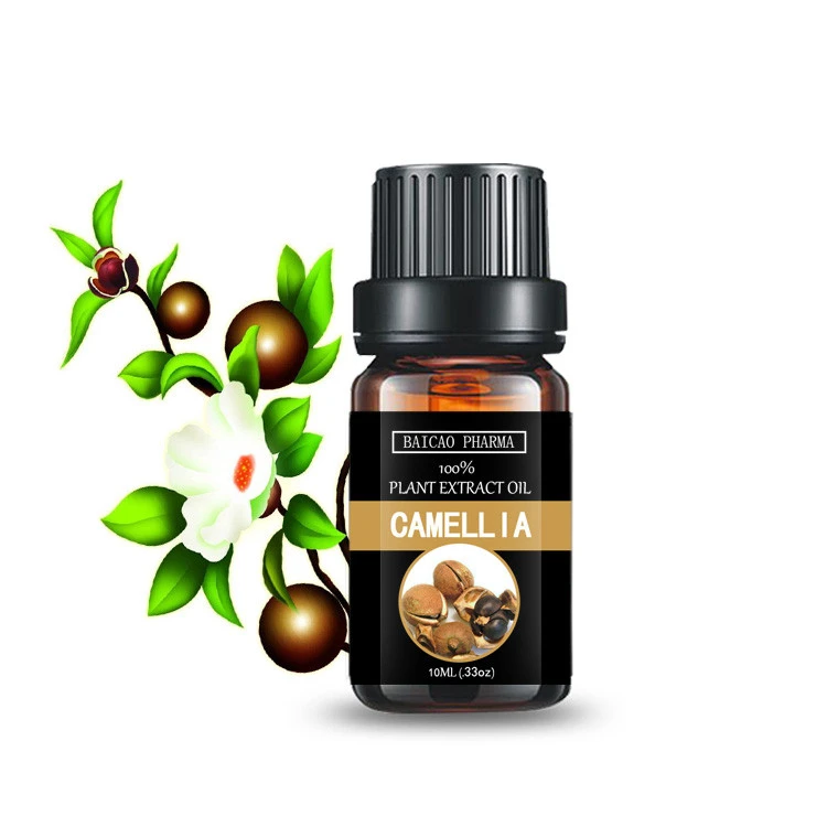 Natural Camellia Essential Oil from Camellia Sinensis Seeds Planting